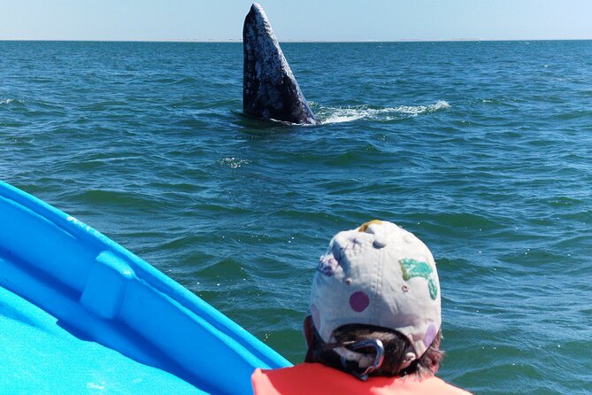 Full Day Gray Whale Watching Experience - A local lunch after the whales