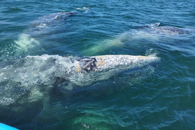 Full Day Gray Whale Watching Experience - Puerto Chale and the protected gray whale area