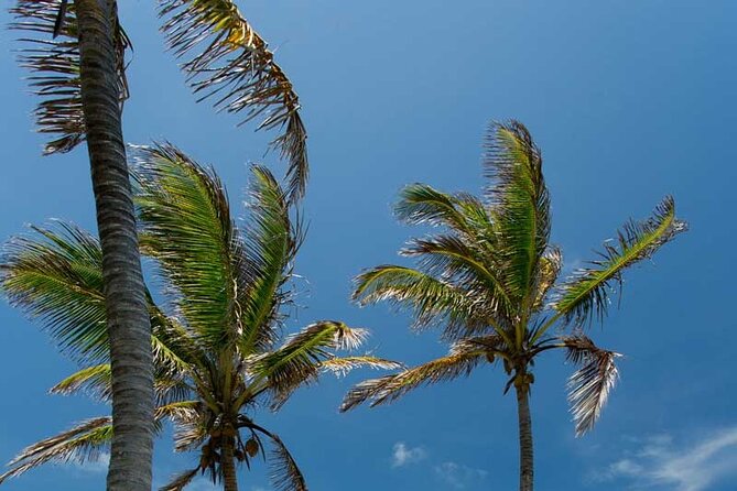 Full-Day Isla Contoy Sailing Nature Experience in Mujeres - Buffet lunch in a peaceful setting