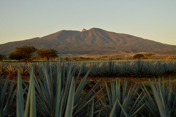 Full-Day Tequila Tour from Guadalajara - Key Points Before You Book