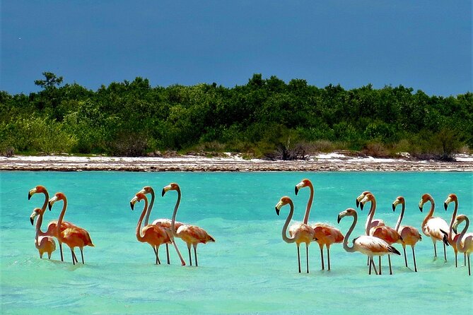 Full Day Tour to the Best of Holbox - The guides and crew can shape the day