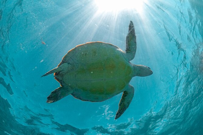 Full Day Tulum Ruins Tour Cenote and Swimming with Sea Turtles - Who should book this day out?