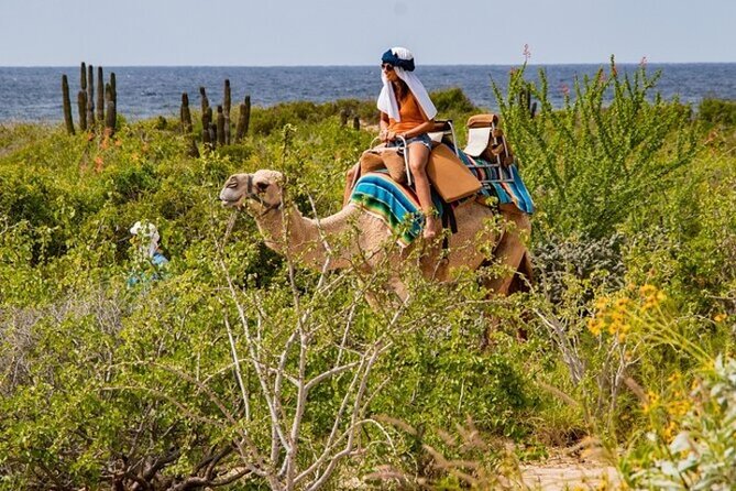 Fun Camel Ride and UTV COMBO with Tequila Tasting! - Trading reins for a UTV or ATV