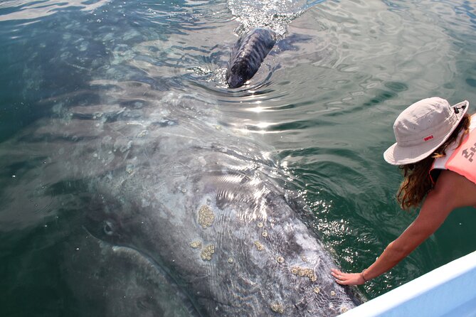 Gray Whale Watching Tour with Marine Biologist and Small Group - Key Points to Know Before You Go