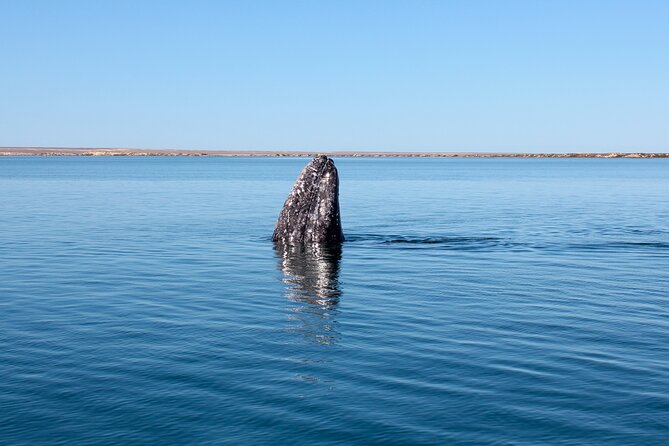 Gray Whale Watching Tour with Marine Biologist and Small Group - Respectful Watching, Not Chasing
