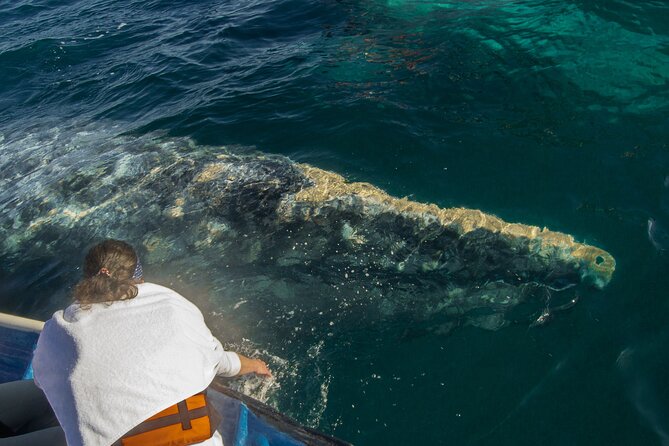 Gray Whale Watching Tour with Marine Biologist and Small Group - Seafood Lunch in Puerto Chale