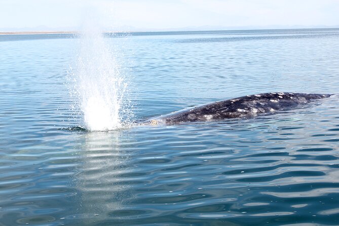 Gray Whale Watching Tour with Marine Biologist and Small Group - What the $376.34 Price Really Covers