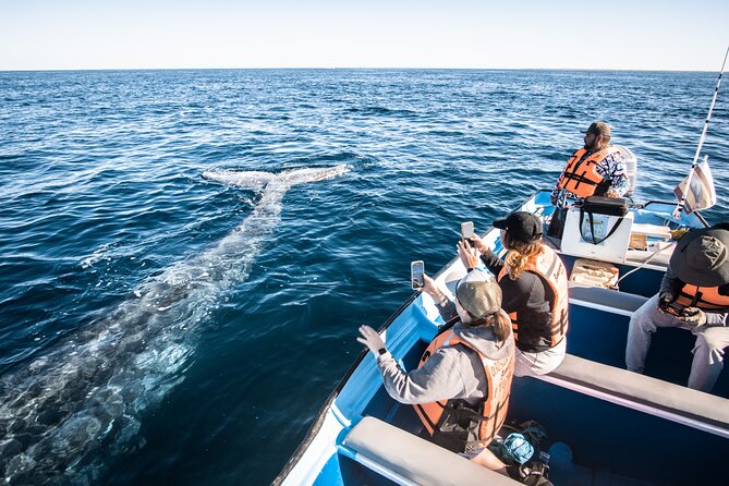 Gray Whale Watching Tour with Marine Biologist and Small Group - Clothing, Timing, and Practical Preparation