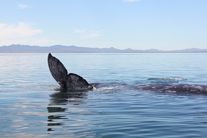 Gray Whale Watching Tour with Marine Biologist and Small Group - Who Should Book This Whale Tour?