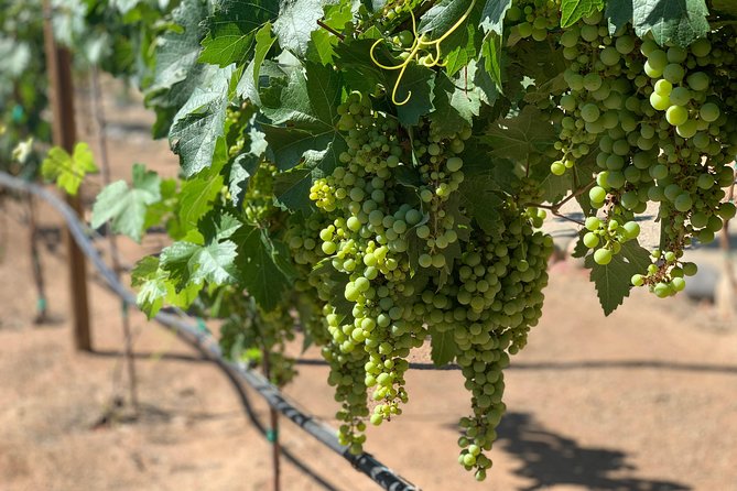 Group tour - Monte Xanic: an established name to finish the tastings