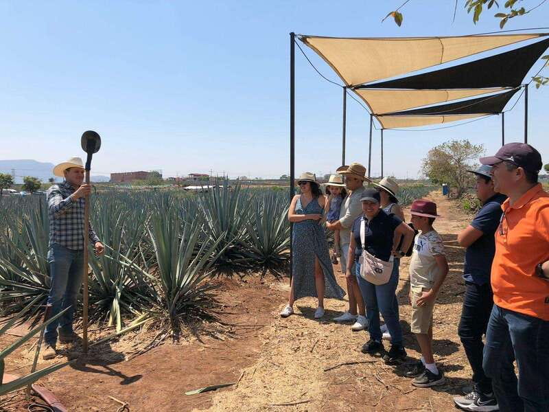 Guadalajara: Premium Tequila Tour with Tastings and Pairings - Guide quality and group atmosphere