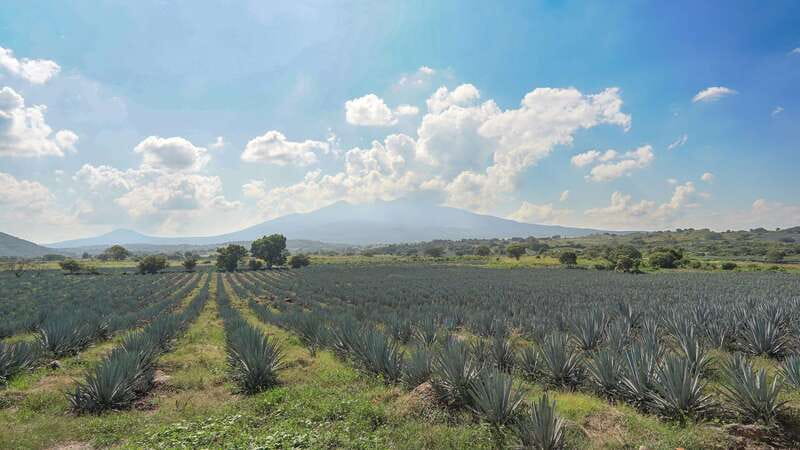 Guadalajara: Premium Tequila Tour with Tastings and Pairings - Meeting at Fiesta Americana near La Minerva