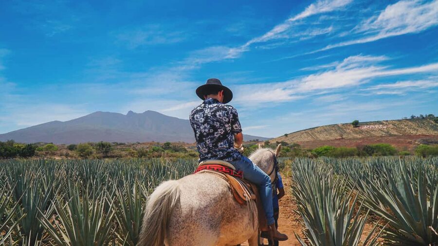 Guadalajara: Tequila Day Trip with Jose Cuervo Option - Why this day trip works from Guadalajara