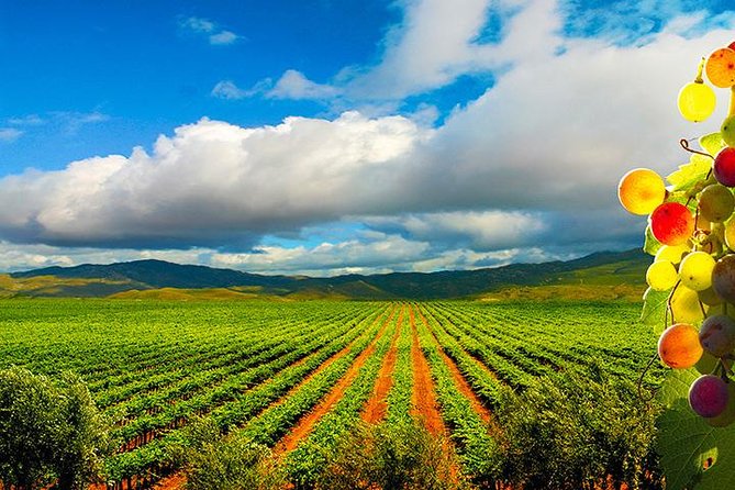 Guadalupe Valley Wine Route Tour in Baja California - Key points to know before booking