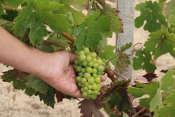 Guadalupe Valley Wine Route Tour in Baja California - Cruise passengers need a little extra planning