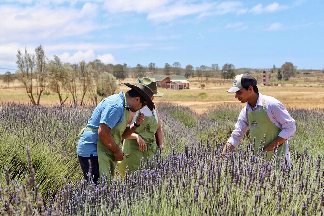 Guided Lavender Experience: Cultivation, Uses and Tasting - Key points to know before you go