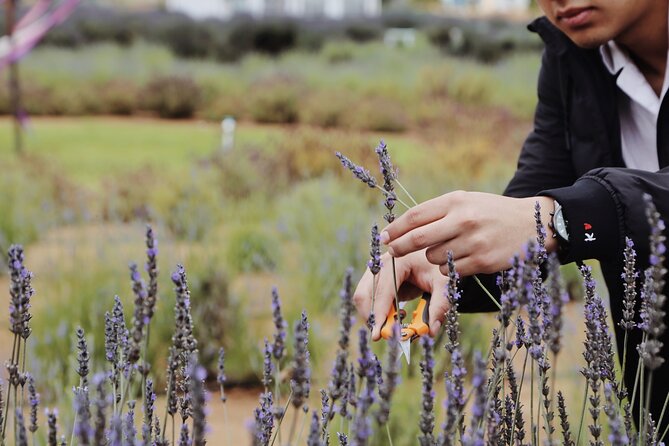 Guided Lavender Experience: Cultivation, Uses and Tasting - Arriving at the field near San Antonio de las Minas