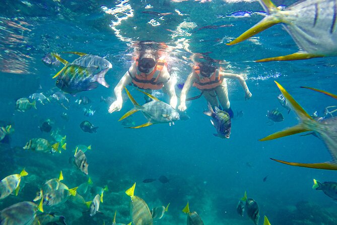 Half Day Cabo Snorkel Adventure with Lunch and Open Bar - Cabo Arch, Land’s End, and Sea Lions
