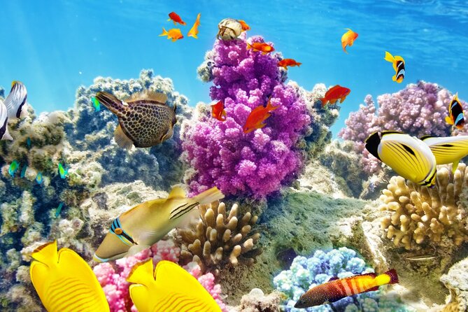 Half-Day Puerto Morelos Snorkeling Experience with Lunch - Why Puerto Morelos works so well for snorkeling
