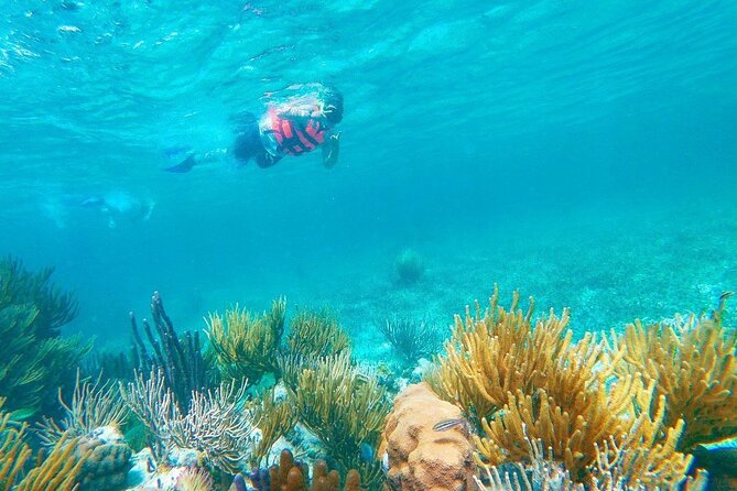 Half-Day Puerto Morelos Snorkeling Experience with Lunch - Lunch by the sea, with a few caveats
