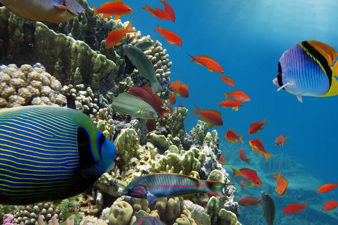 Half-Day Puerto Morelos Snorkeling Experience with Lunch - Free time in Puerto Morelos