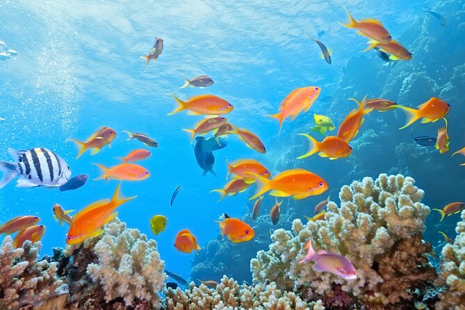 Half-Day Puerto Morelos Snorkeling Experience with Lunch - Transport, scheduling, and the parts that need care