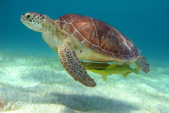 Half-Day Sea Turtle and Cenote Snorkeling Tour from Cancun & Riviera Maya - Why this tour works so well