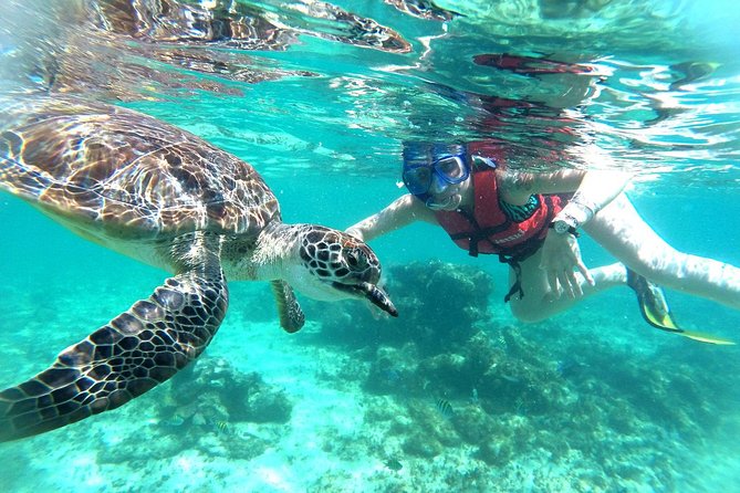 Half-Day Sea Turtle and Cenote Snorkeling Tour from Cancun & Riviera Maya - Who should book this tour