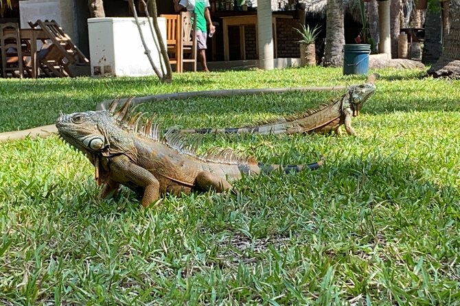 Half-Day Tour to Ventanilla, Mazunte, Zipolite and Puerto Angel - Price, inclusions, and the real cost