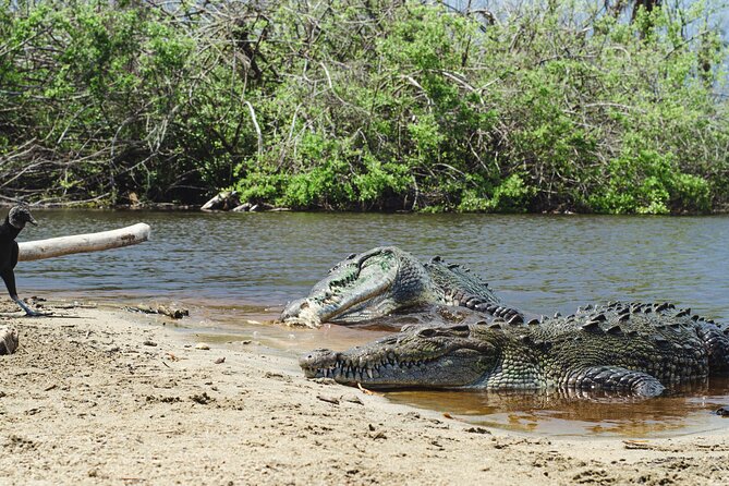 Half-Day Tour to Ventanilla, Mazunte, Zipolite and Puerto Angel - La Ventanilla lagoon and its crocodile sanctuary