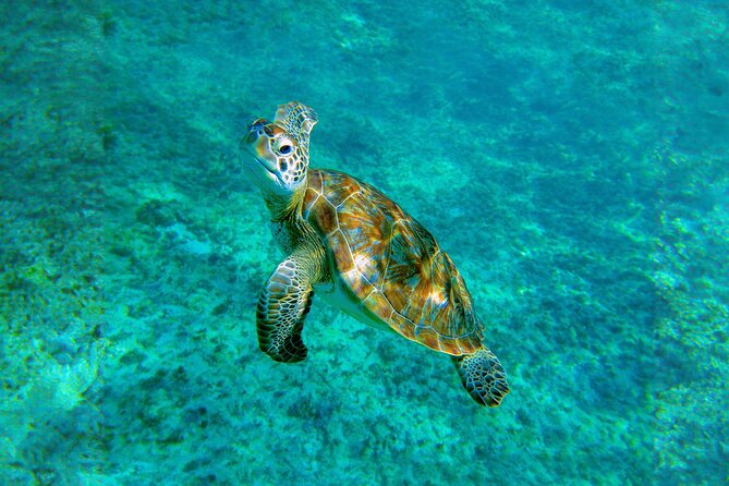 Hidden Cenote Swim: Snorkeling, Sea Turtles and Beachside Lunch - Lunch at Punta Venado Beach Club