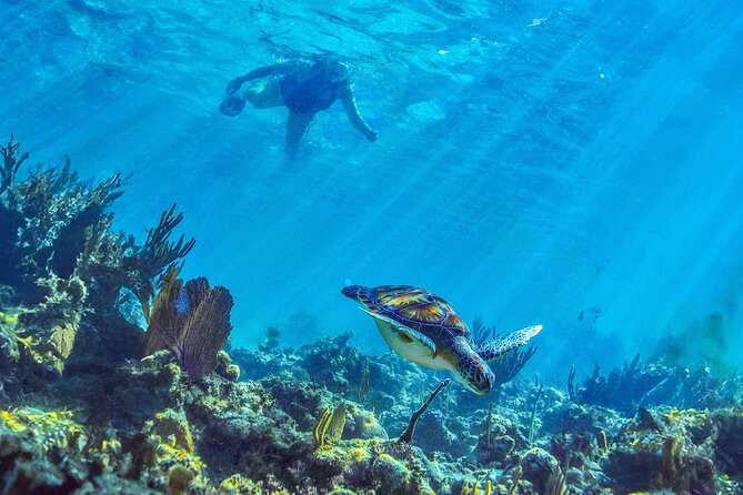 Hidden Cenote Swim: Snorkeling, Sea Turtles and Beachside Lunch - Should you book the cenote and turtle tour?