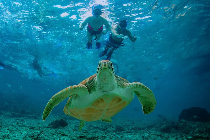 Hidden Cenote Swim: Snorkeling, Sea Turtles and Beachside Lunch - Akumal Beach and the turtle swim