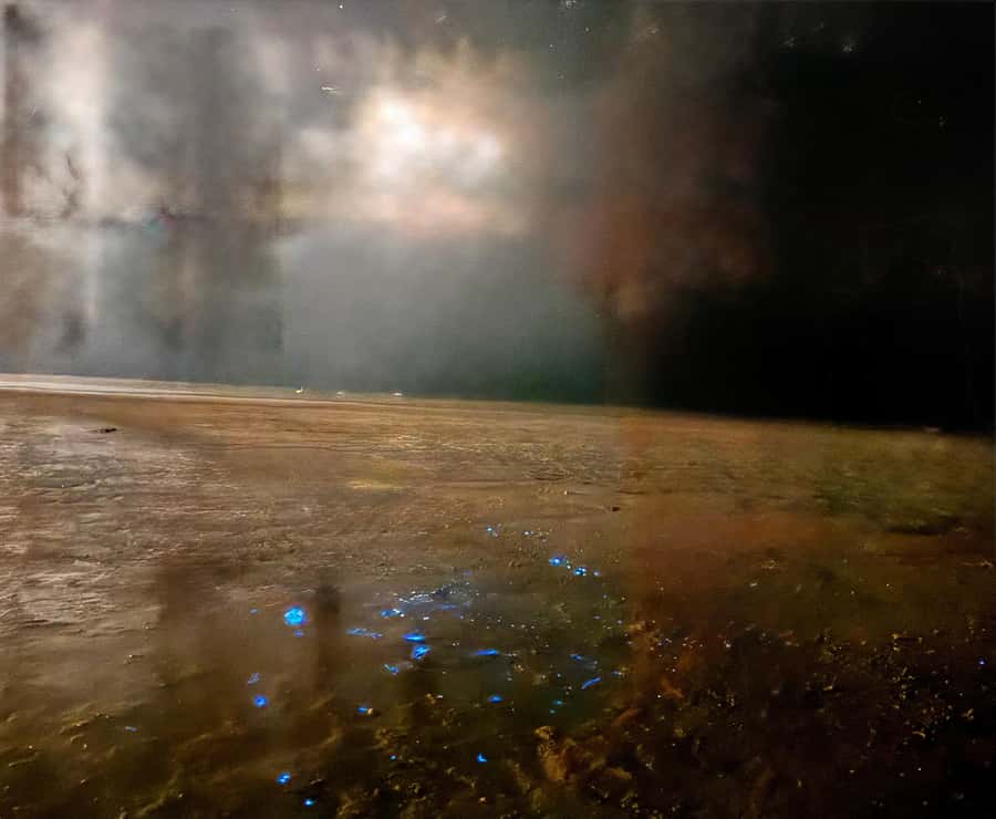 Holbox: Bioluminescence by Kayak and Stargazing. - Swimming with millions of tiny lights