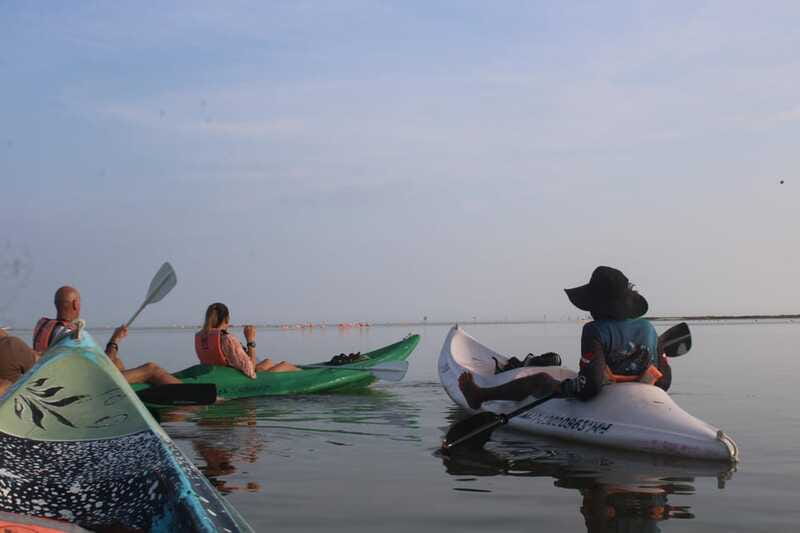 Holbox: Guided Sunrise/Sunset Kayak Tour by Mangrove Reserve - Flamingos, crocodiles, and the wildlife search