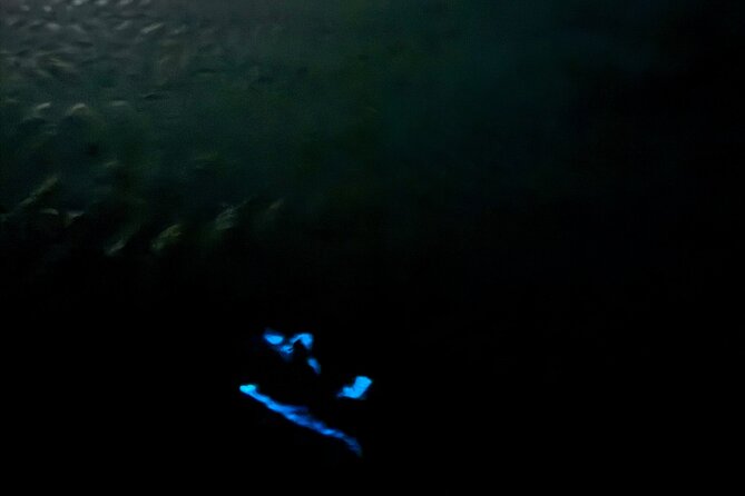 Holbox Kayak Bioluminescence Experience - Walking on a glowing sandbank