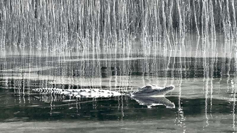 Holbox: Mangrove Sunset Kayak Tour - Weather, effort, and comfort