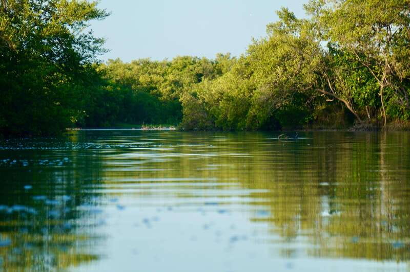 Holbox: Mangrove Sunset Kayak Tour - Birdwatching in a protected coastal habitat