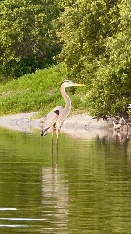 Holbox: Mangrove Sunset Kayak Tour - What the $55 price really covers