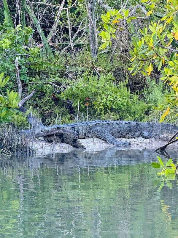 Holbox: Sunrise & Mangrove Kayak Tour - Why this sunrise trip feels different