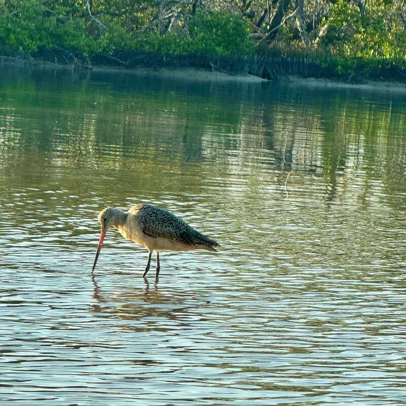 Holbox: Sunrise & Mangrove Kayak Tour - Entering the Kuká River and Yum Balam reserve
