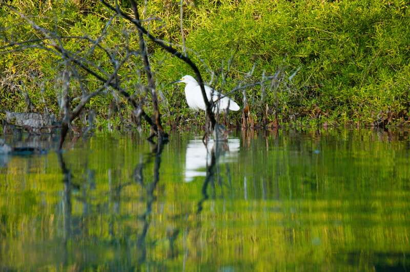 Holbox: Sunrise & Mangrove Kayak Tour - The guides make the difference