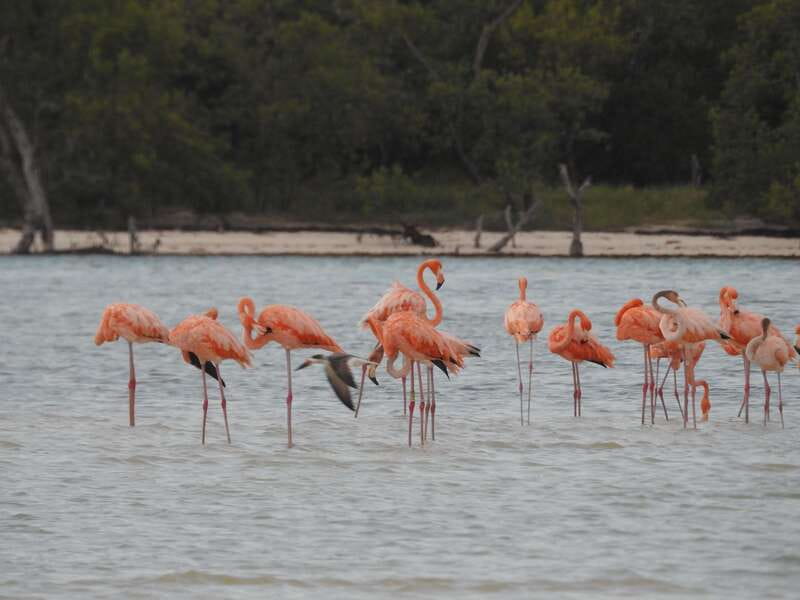 Holbox: Yum Balam Reserve Classic Boat Tour - What this Holbox boat tour actually offers