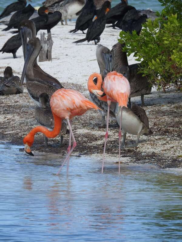 Holbox: Yum Balam Reserve Classic Boat Tour - Yalahau: the most refreshing stop