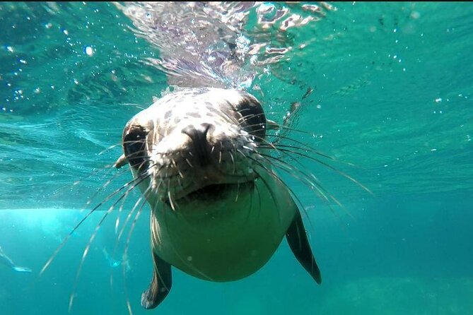 holy spirit island tour - Swimming with sea lions in clear water