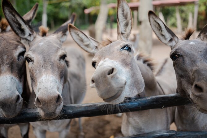 Horseback Riding and Cenote Swim from Cancun or Playa del Carmen - Transportation From Cancun or Playa del Carmen