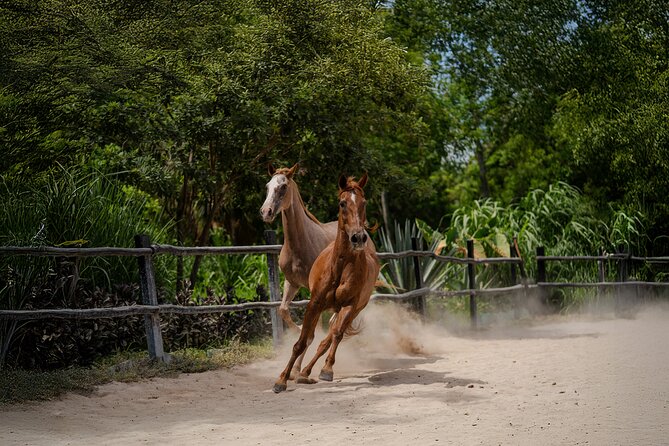 Horseback Riding and Cenote Swim from Cancun or Playa del Carmen - Who Will Enjoy This Most?