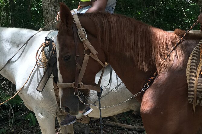 Horseback riding with ATV, zip lines and cenote, lunch and transfer - Swimming at Cenote Maya