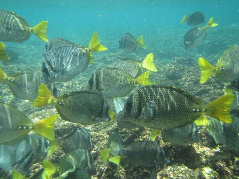 Huatulco: Bays Boat Tour with Snorkeling and Hotel Pickup - Coastal Formations, Open Water, and Wildlife