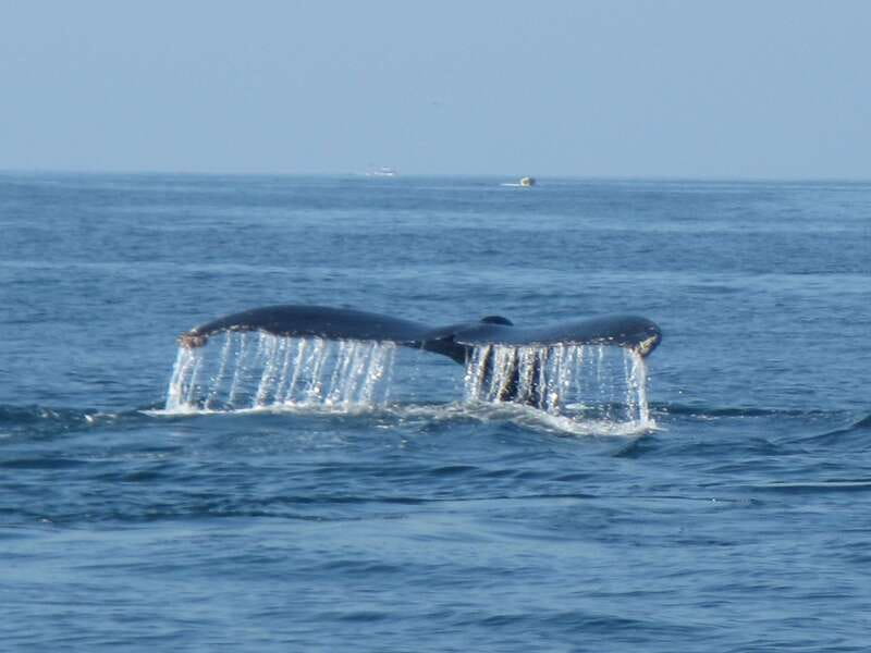 Huatulco: Bays Boat Tour with Snorkeling and Hotel Pickup - Who Will Enjoy This Huatulco Boat Tour